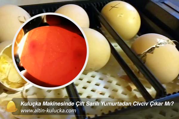 Kuluçka Makinesinde Çift Sarılı Yumurtadan Civciv Çıkar Mı?