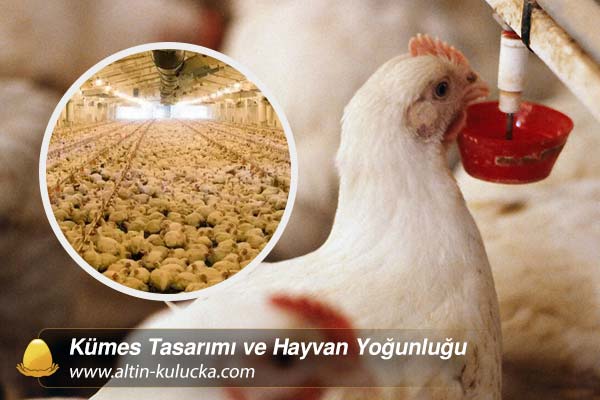 Kümes Tasarımı ve Hayvan Yoğunluğu