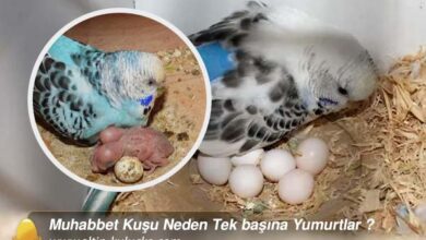Muhabbet Kuşu Neden Tek başına Yumurtlar ?