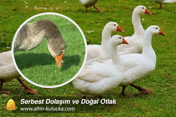Serbest Dolaşım ve Doğal Otlak