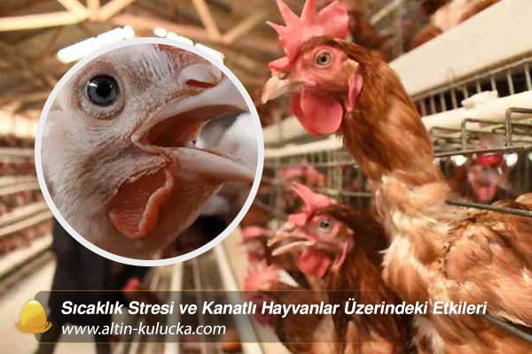 Sıcaklık Stresi ve Kanatlı Hayvanlar Üzerindeki Etkileri