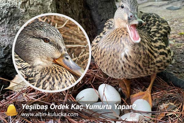 Yeşilbaş Ördek Kaç Yumurta Yapar?