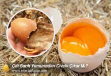 can a chick hatch from a double-yolked egg?