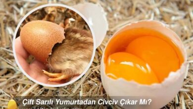 can a chick hatch from a double-yolked egg?