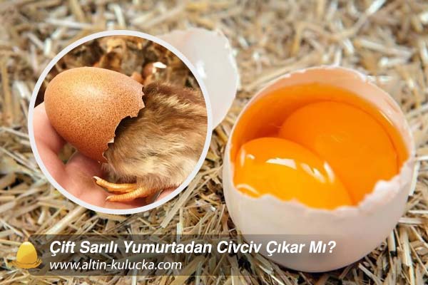 can a chick hatch from a double-yolked egg?
