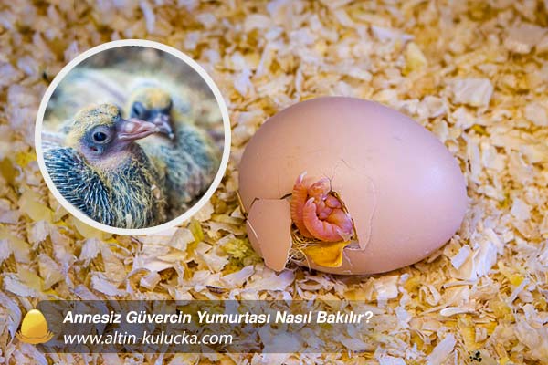 Annesiz Güvercin Yumurtası Nasıl Bakılır? - altin kulucka