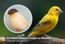 En Pahalı Kanarya Cinsleri ve Özellikleri