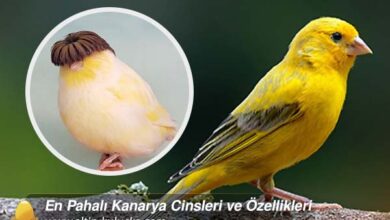 En Pahalı Kanarya Cinsleri ve Özellikleri