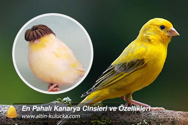 En Pahalı Kanarya Cinsleri ve Özellikleri