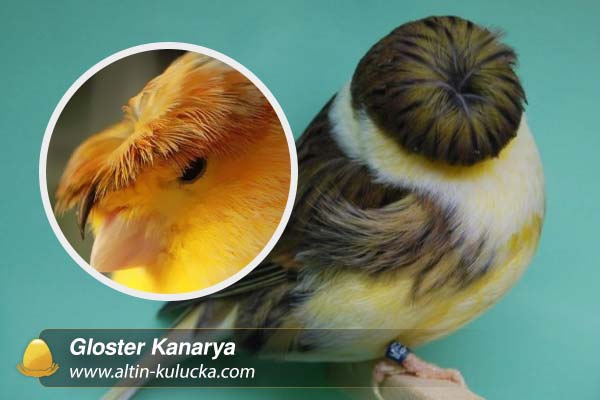 Gloster Kanarya