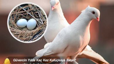 Güvercin Yumurtaya Kaç Saat Yatmazsa Bozulur? - altin kulucka