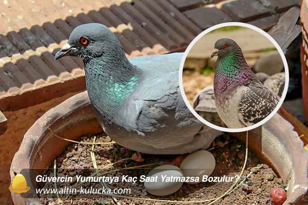 Güvercin Yumurtaya Kaç Saat Yatmazsa Bozulur? - altin kulucka