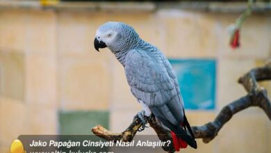 Jako Papağan Cinsiyeti Nasıl Anlaşılır? - altin kulucka