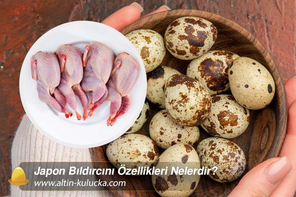 Japon Bıldırcını Özellikleri Nelerdir?
