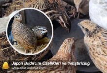 Japon Bıldırcını Özellikleri ve Yetiştiriciliği