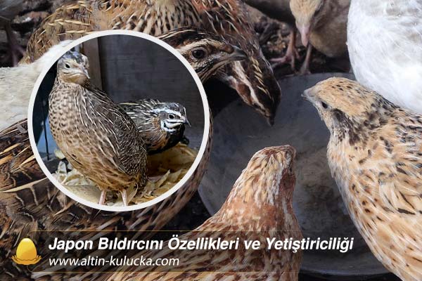 Japon Bıldırcını Özellikleri ve Yetiştiriciliği