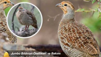 Jumbo Bıldırcın Özellikleri ve Bakımı - altin kulucka