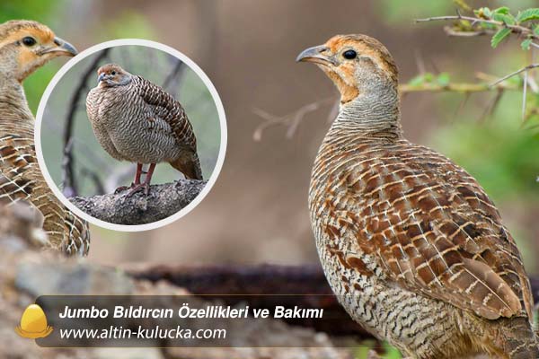 Jumbo Bıldırcın Özellikleri ve Bakımı - altin kulucka