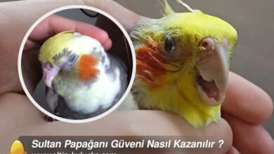 Sultan Papağanı Güveni Nasıl Kazanılır ?