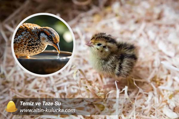 Temiz ve Taze Su - altin kulucka