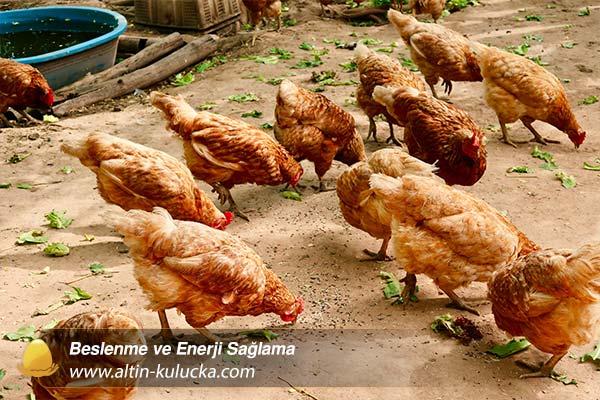Beslenme ve Enerji Sağlama - altin kulucka