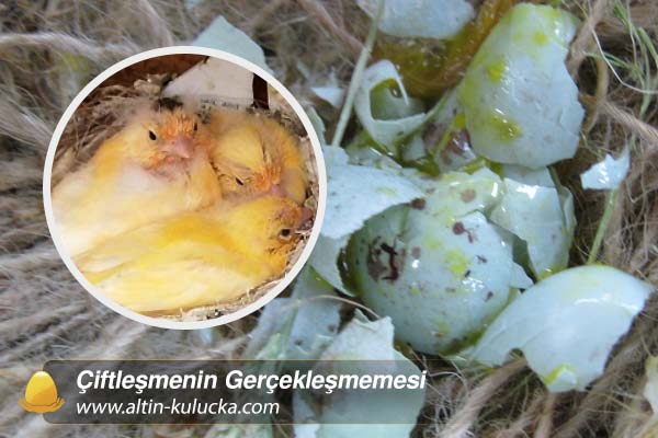 Çiftleşmenin Gerçekleşmemesi