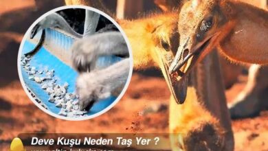 Deve Kuşu Neden Taş Yer ?
