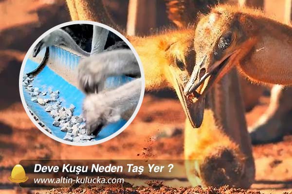 Deve Kuşu Neden Taş Yer ?