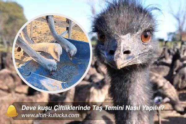 Deve kuşu Çiftliklerinde Taş Temini Nasıl Yapılır?