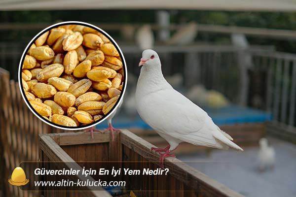 Güvercinler İçin En İyi Yem Nedir? - altin kulucka