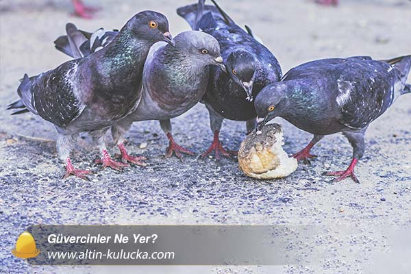 Güvercinler Ne Yer - altin kulucka
