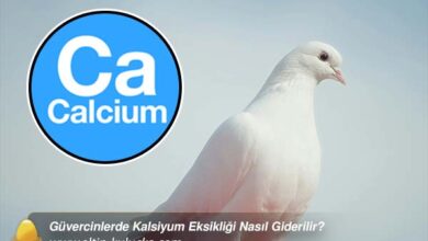 Güvercinlerde Kalsiyum Eksikliği Nasıl Giderilir - altin kulucka