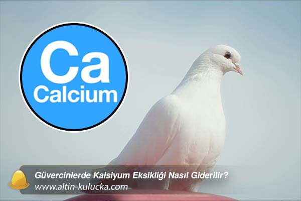 Güvercinlerde Kalsiyum Eksikliği Nasıl Giderilir - altin kulucka