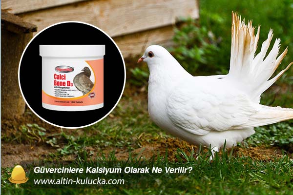 Güvercinlere Kalsiyum Olarak Ne Verilir? - altin kulucka