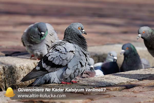 Güvercinlere Ne Kadar Kalsiyum Verilmeli? - altin kulucka