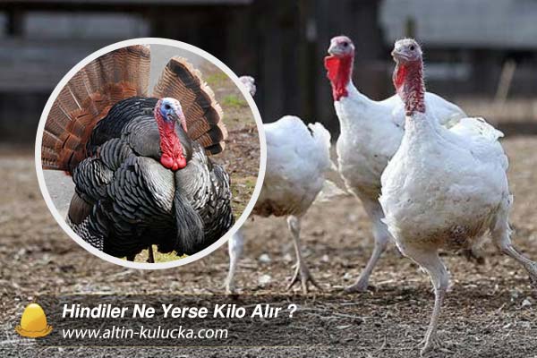 Hindiler Ne Yerse Kilo Alır ?