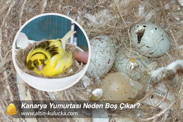 Kanarya Yumurtası Neden Boş Çıkar?