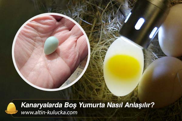 Kanaryalarda Boş Yumurta Nasıl Anlaşılır?