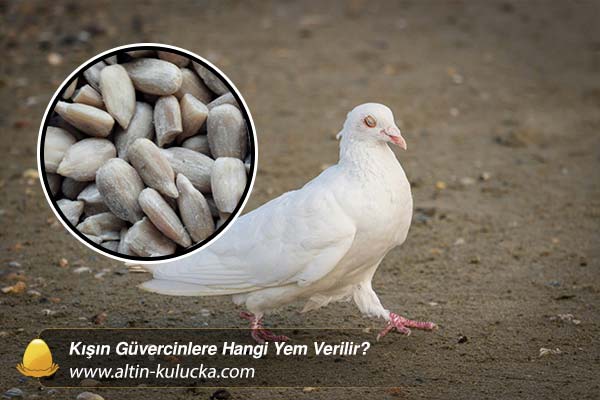 Kışın Güvercinlere Hangi Yem Verilir - altin kulucka