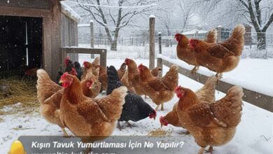 Kışın Tavuk Yumurtlaması İçin Ne Yapılır - altin kulucka