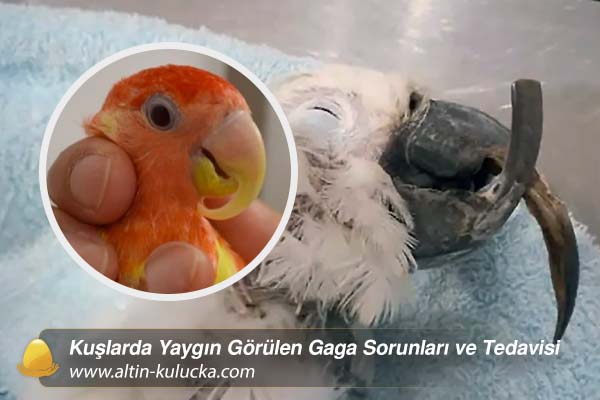 Kuşlarda Yaygın Görülen Gaga Sorunları ve Tedavisi
