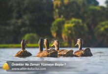Ördekler Ne Zaman Yüzmeye Başlar? - altin kulucka