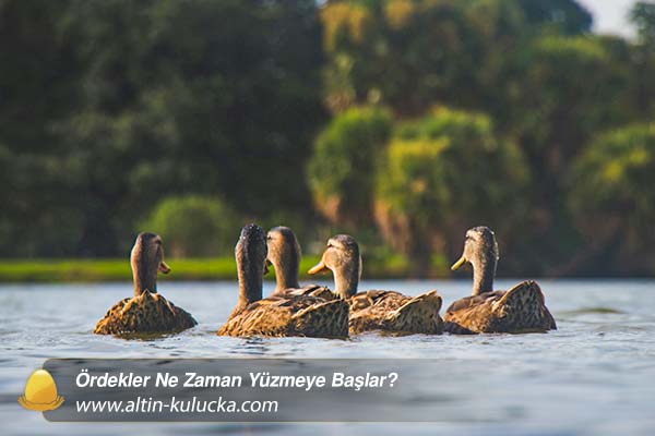 Ördekler Ne Zaman Yüzmeye Başlar? - altin kulucka