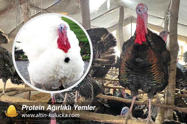 Protein Ağırlıklı Yemler
