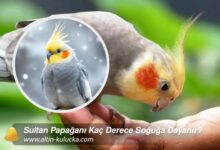 Sultan Papağanı Kaç Derece Soğuğa Dayanır?
