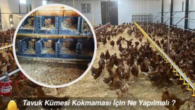 Tavuk Kümesi Kokmaması İçin Ne Yapılmalı ?