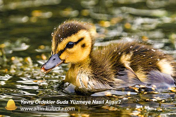 Yavru Ördekler Suda Yüzmeye Nasıl Alışır? - altin kulucka