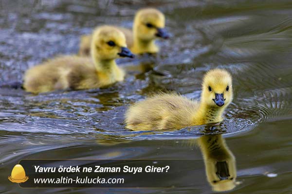 Yavru ördek ne Zaman Suya Girer? - altin kulucka