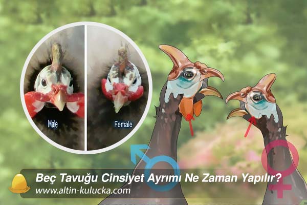 Beç Tavuğu Cinsiyet Ayrımı Ne Zaman Yapılır?