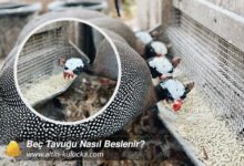 Beç Tavuğu Nasıl Beslenir?